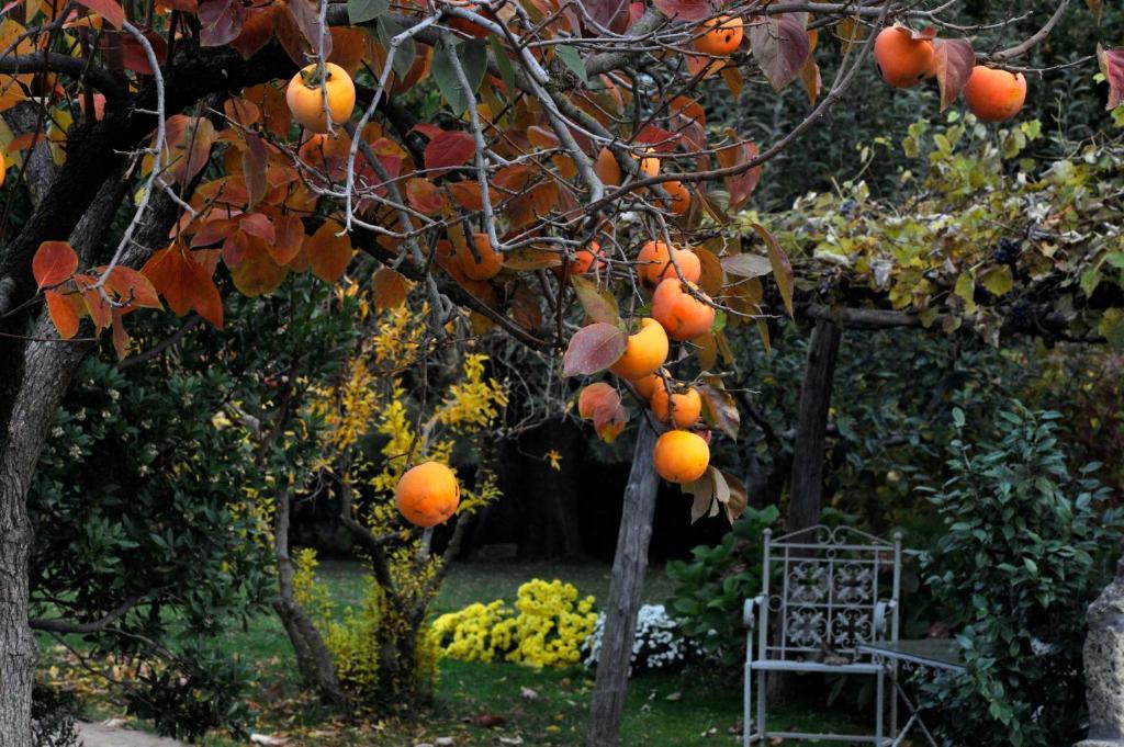 Locanda Ilune Pitigliano Exterior foto